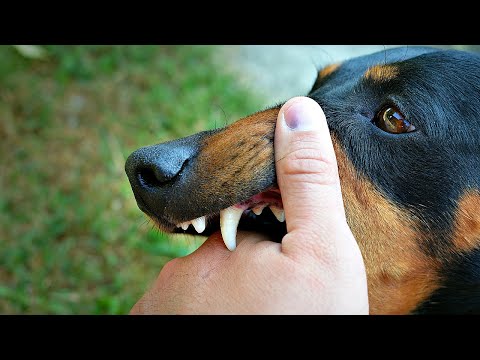 Укусила собака что делать? Симптомы после укуса собаки. Нужно ли делать прививки после укуса собаки?