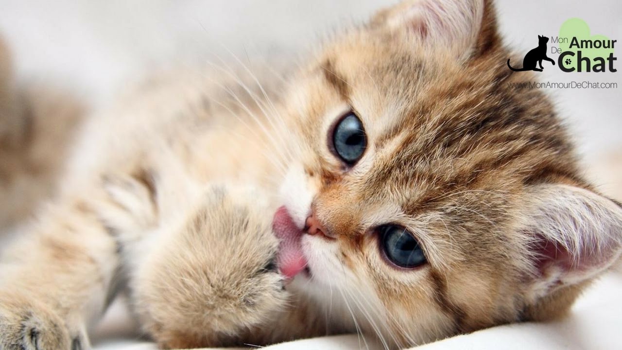 Chat Mignon La Compilation Ultime Des Chats Et Chatons Les Plus Mignons Du Web Youtube