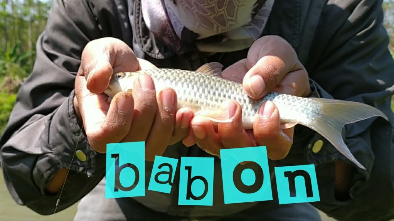Strike ikan Nilem babon