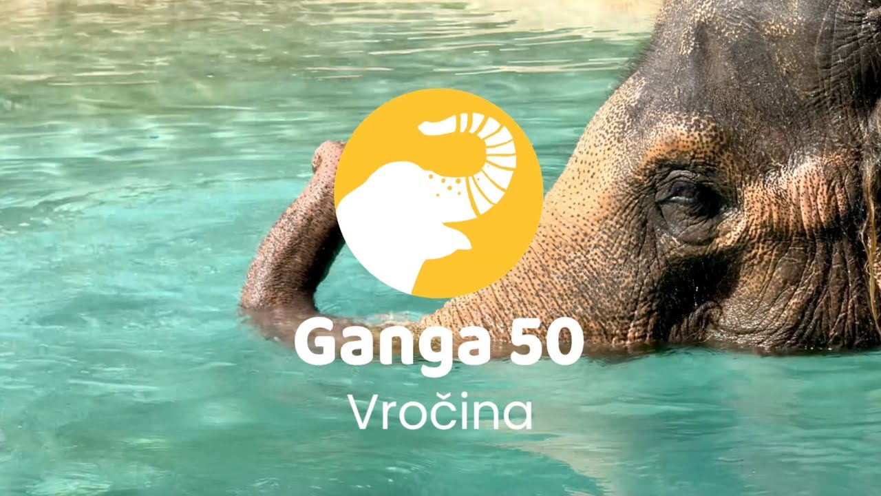 Ganga 50: Kako se Ganga hladi v vročini ☀️🐘