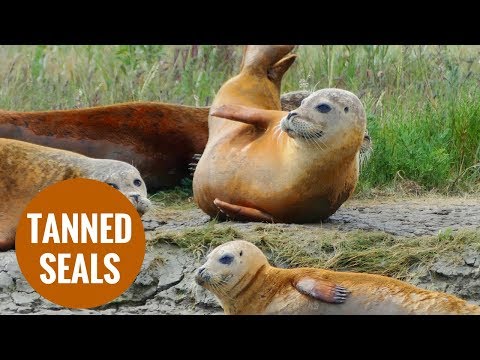 tanned-orange-seals-discovered-in-essex