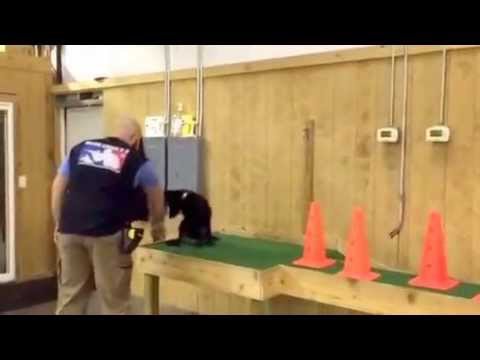 puppy training potty Pakko von Prufenpuden 16 Weeks Super Puppy Power House