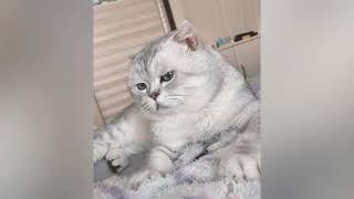 2021 Funny Scary Dogs And Cats  Funny Pets Reaction  Pets Town | Funny cute animals