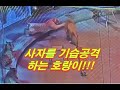 Ep.195 사자를 기습하는 호랑이!!! 역시 쌈은 호랑이가  잘하네!! 하마를 건드린 하이에나의 최후.A tiger makes a surprise attack on a lion