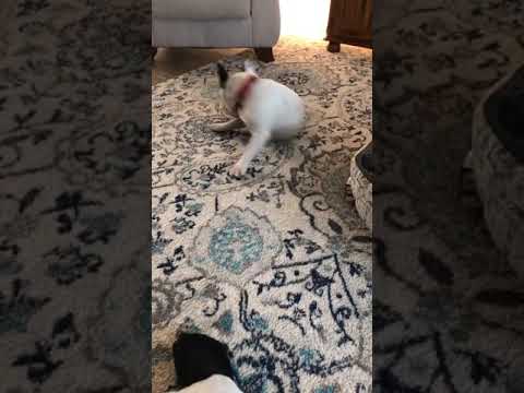 Fiona The Frenglish Freelance Bulldog Youtube