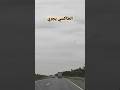 شيفورك آحليمة