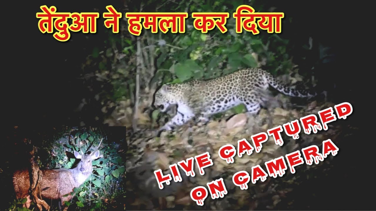 Leopard Attack Live Captured On Camera | Night Safari in Dense Forest ...