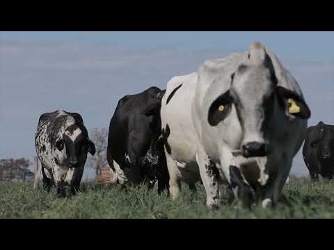 TOURO JERSEY EM VACAS CRUZADAS: BOA ESCOLHA PARA LEITE E RUSTICIDADE?