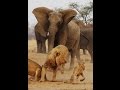 LIONS and ELEPHANTS in PEACE ???   RARE FOOTAGE