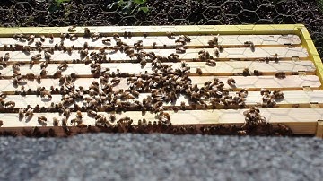 Foundation less hive inspection #5- Adding a super