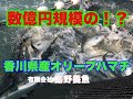 【オリーブハマチ】数億円規模の養殖