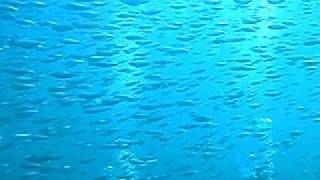 沖縄ダイビングライセンス　砂辺店目前　ミジュンの群れ沖縄旅行