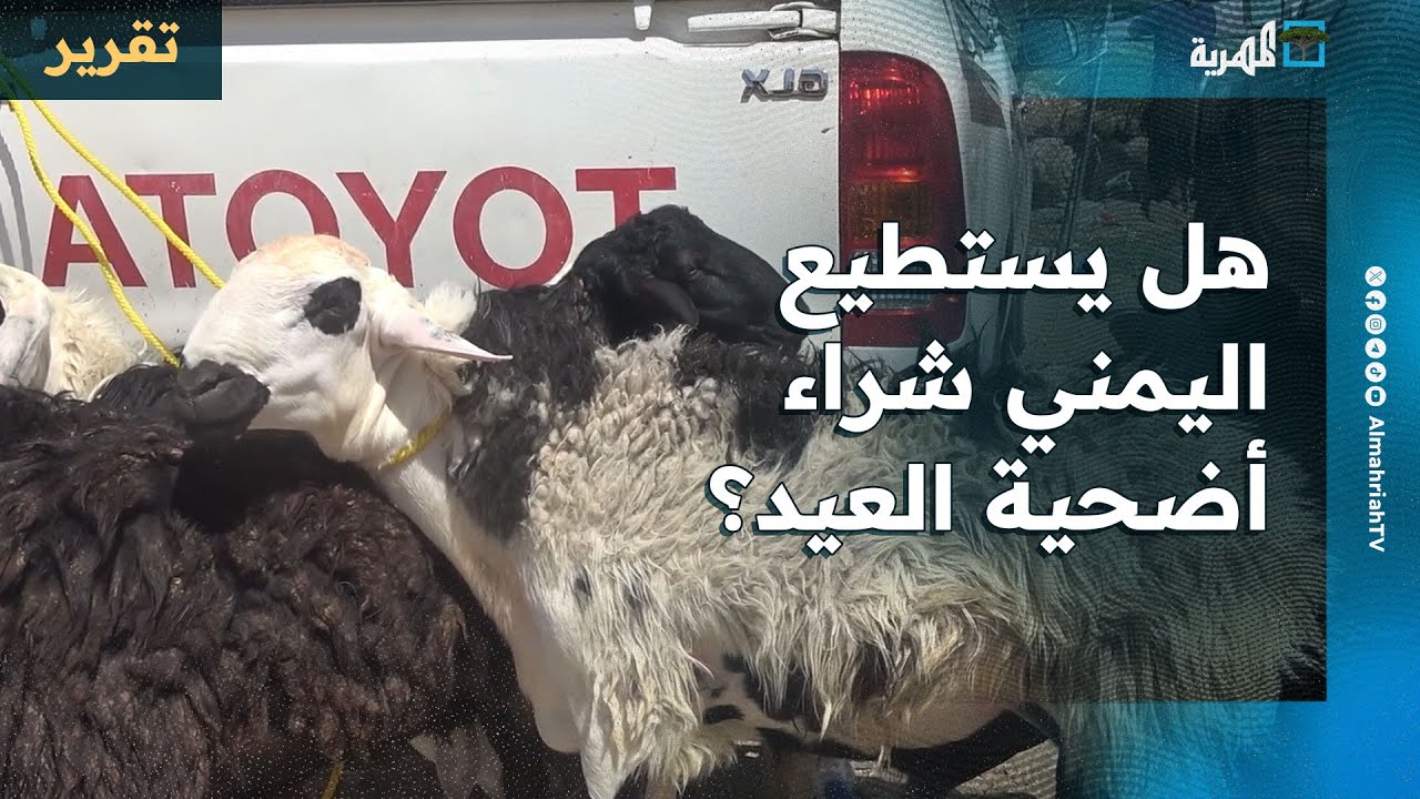سعرها يتجاوز نصف مليون.. هل يستطيع اليمني شراء أضحية العيد؟