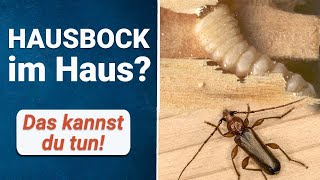 Hausbock Im Haus Gefunden? So Wirst Du Die Holzschädlinge Los