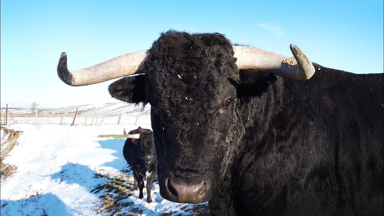 El Toro Bravo en la Nieve Ganaderia de Toros Bravos José Carlos 
