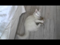 Levi, turkish angora, cat fetching