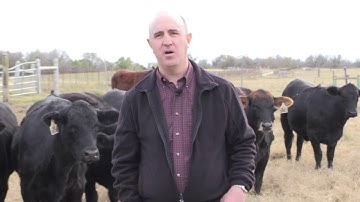 Jason Banta - Beef Cattle Management - A Year on a Ranch - Forage Management