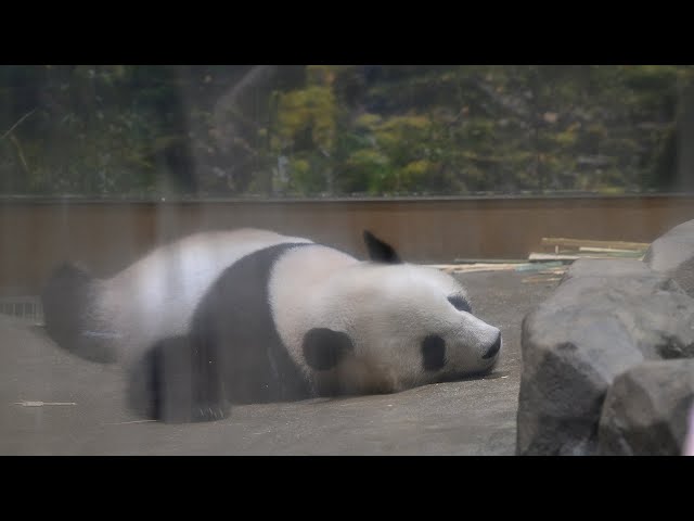 2025.08.01 今日のパンダ（3911日目）[8K] - YouTube