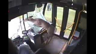 Deer gets hit by a bus screenshot 3