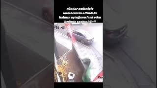 Rüzgar Nedeniyle Kulübesinin Altındaki Halının Uçtuğunu Fark Eden Kedinin Şaşkınlığı Şfet