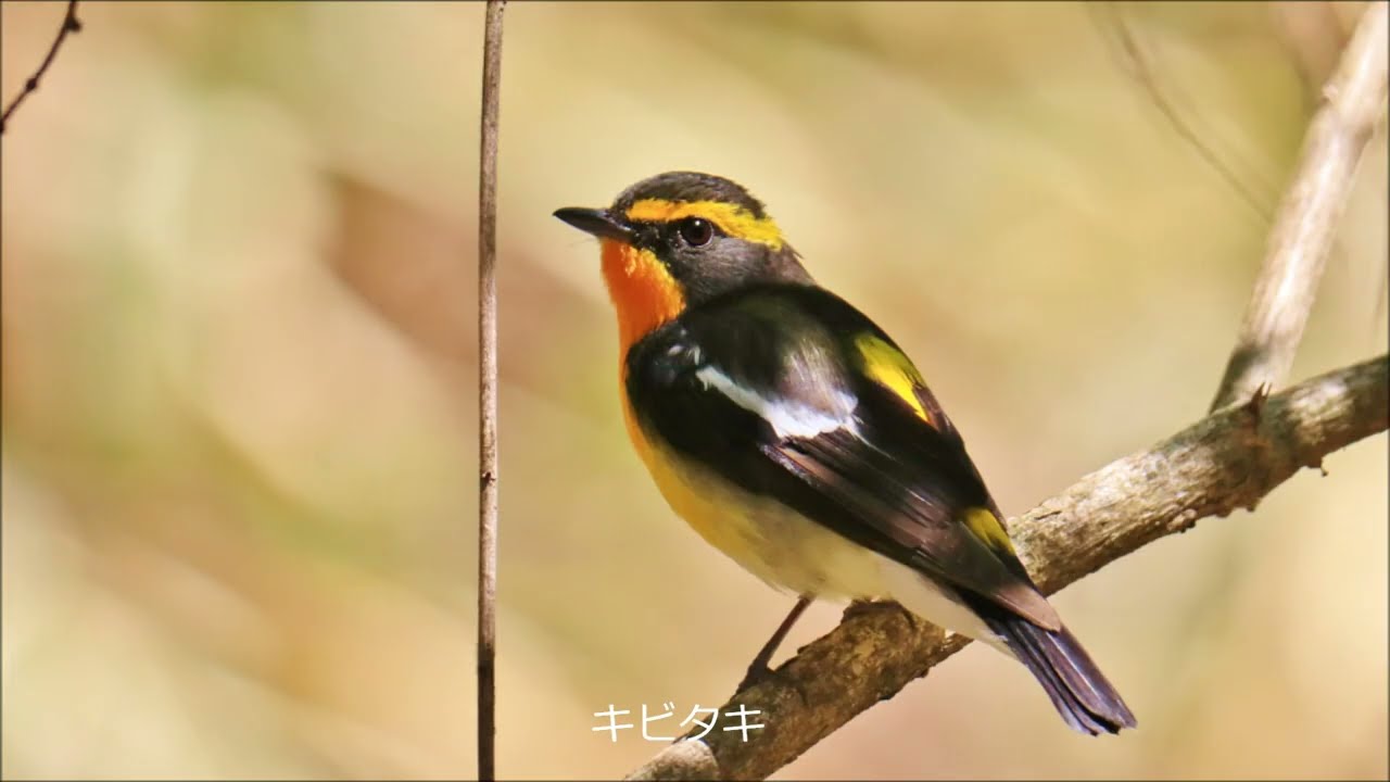 軽井沢野鳥の森】コルリ・キビタキ・イタチ 2026 0505 BGM つぐない