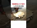 触角がバグってたカンブリア紀の生物「レアンコイリア」 #生き物 #2ch #動物 #2ch面白いスレ