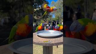 Download Lagu Rainbow Lorikeet🦜Salah Satu Burung Beo Tercantik MP3