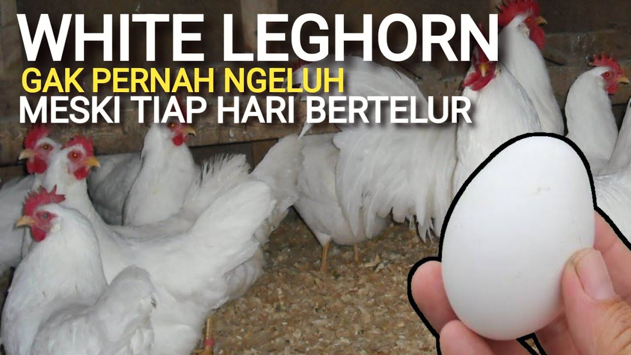 AYAM INI GAK PERNAH NGELUH❗MESKI HAMPIR TIAP HARI BERTELUR || WHITE LEGHORN