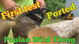 Poulan Wild Thing!  First Test!  A Ported Chainsaw For A Great Competition!