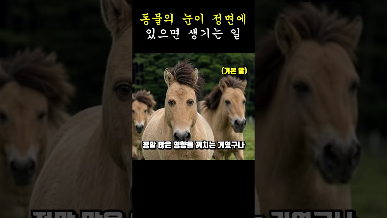 동물의 눈이 정면에 있으면 생기는 일 썸네일