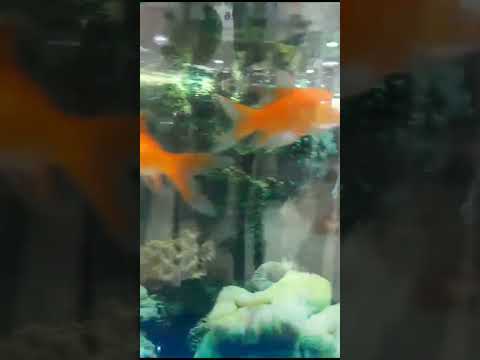 #bigfish#attacking#big fish attacking #smallfish#goldfsh#shark#meemi#shorts