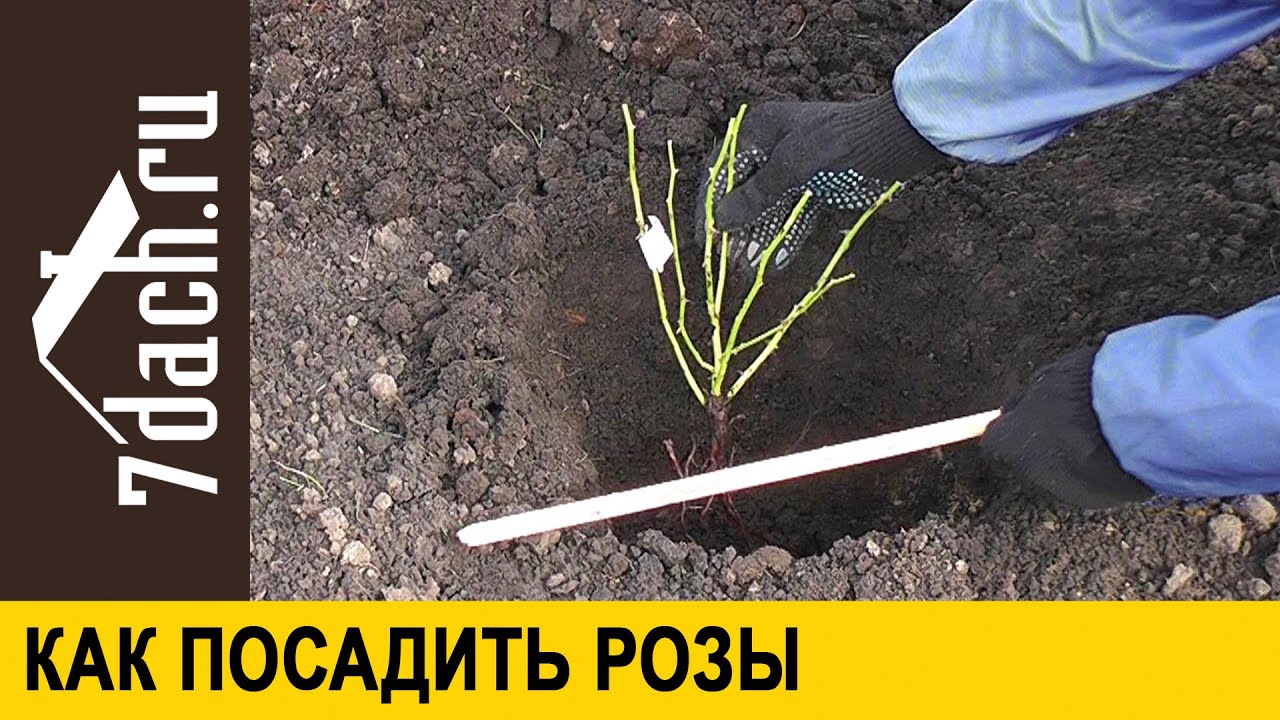 Как правильно посадить розы осенью в открытый. Посадочная яма для розы. посадка роз весной. как правильно посадить розу. как правильно сажать розы весной в открытый грунт саженцы.