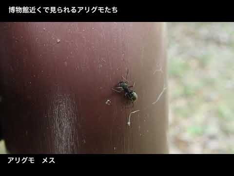 アリを真似るクモ Youtube