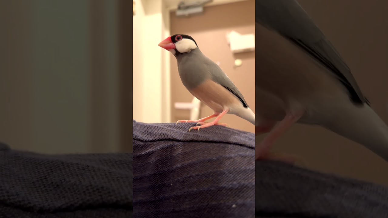 順番に飛んで来る文鳥とキンカチョウ姉妹 Java sparrows and zebra