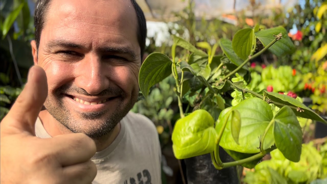 COMO PLANTAR PIMENTA DO REINO CORRETAMENTE