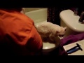 Giving my cat a BATH and Haircut