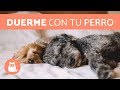 DORMIR con una MASCOTA- ¿BIEN O MAL?