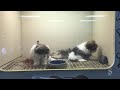 Round Rock Pet Store Owner Responds To Complaints About Puppies