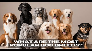 What are the most popular dog breeds? | DoggieTalk