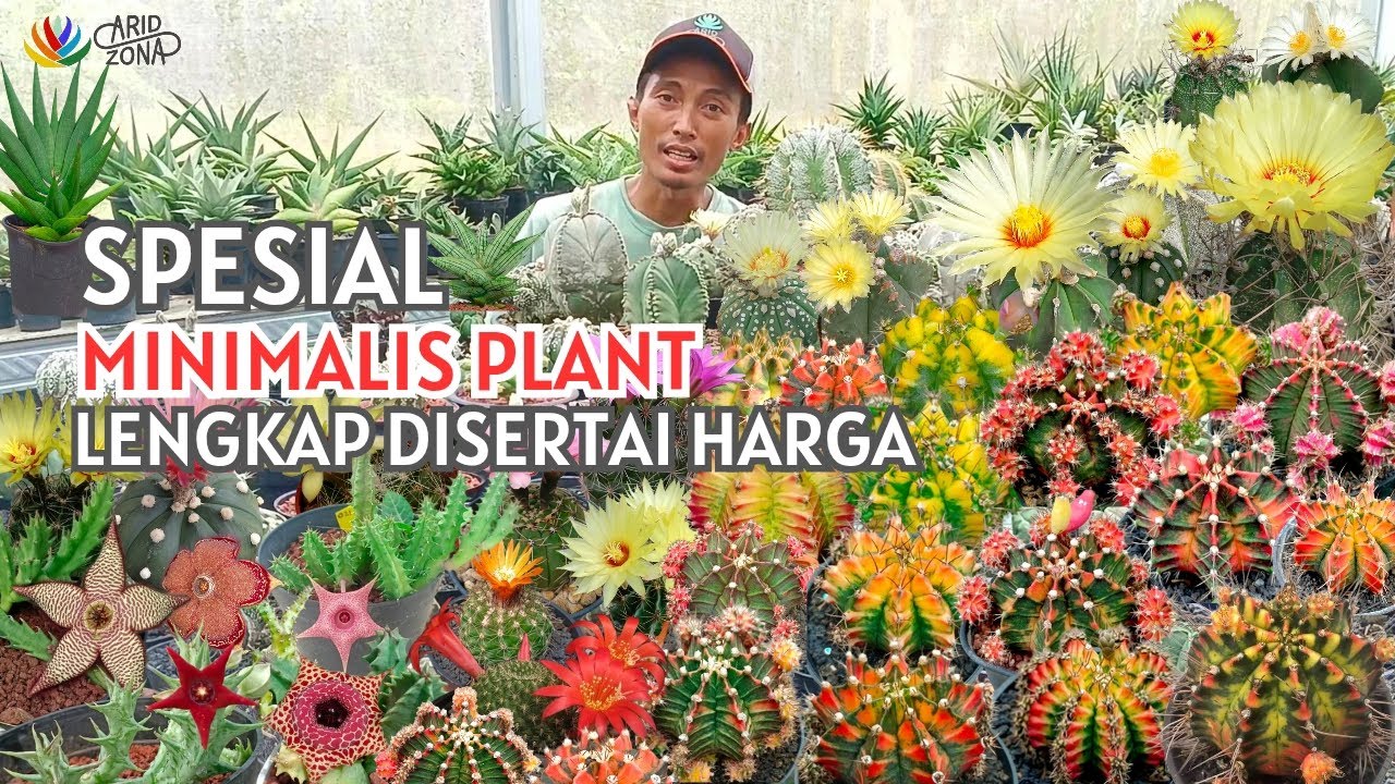 UPDATE‼️ BUNGA KAKTUS SUKULEN SANSIVERA HARGA EKONOMIS DI KEBUN ARID ZONA