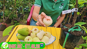 Mận MDH ( mận mật ông) Cây Giống Mới nhập khẩu từ Indonesia