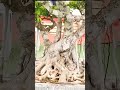 Bonsai: the details that make up the work of art in the form of a bonsai tree.#bonsai #bonsaiart