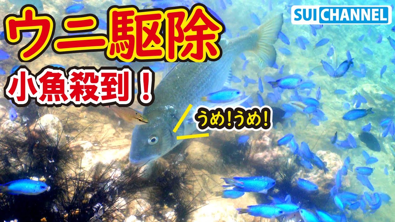 【ウニ駆除】ウニを食べに来た魚で前が見えねぇ【2023.6】