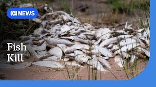 100,000 Bony Bream Dead At Lake Menindee Fish Kill Abc News