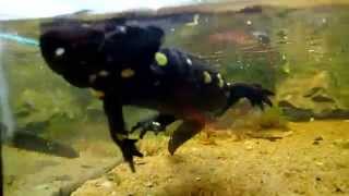 Rare Sight: Fire Salamander swimming || Feuersalamander schwimmt