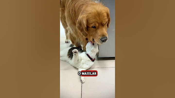 Uma cena inesperada... O gato e o cachorro em uma situação incrível! #shorts