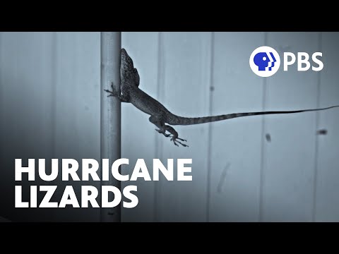 Extreme Hurricanes Are