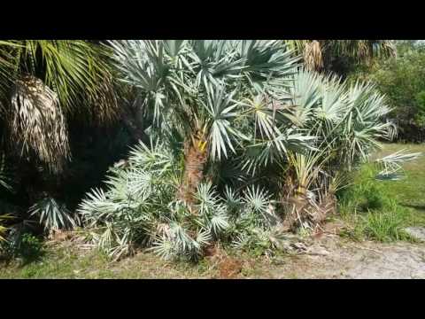 Video: Silver Saw Palmetto Palms - Saznajte o Silver Saw Palmetto Tree činjenice