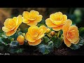 Самая Красивая Музыка В Мире 🌿 Послушайте Эту Музыку И Вам Станет Легче
