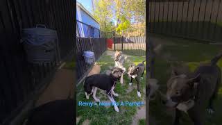 There Ain't No Party Like A Remy PAWTY :) #Playgroup 2 Year Old Male Siberian Husky Labrador Mix